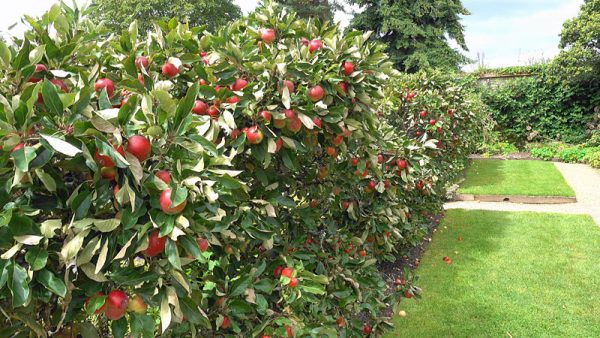Greys Court walled garden apples