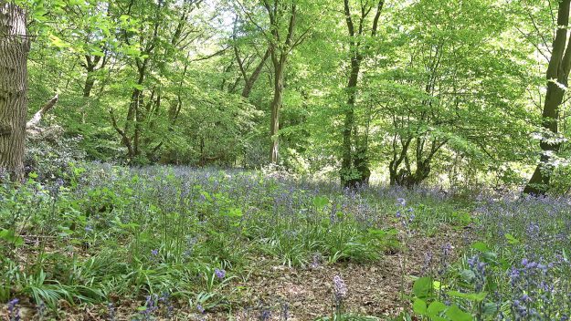 Bluebell time in Greenwood Park