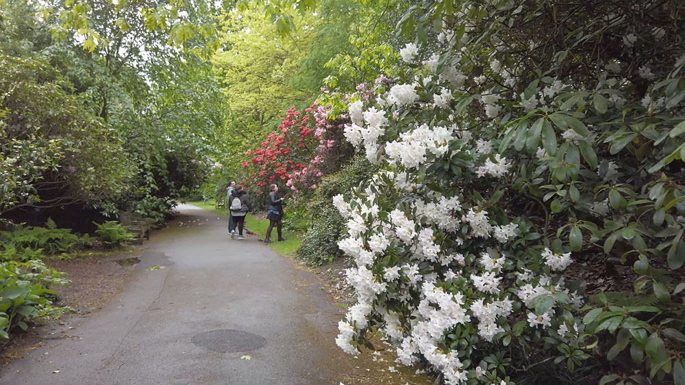 Kew Gardens Rhododendron Dell