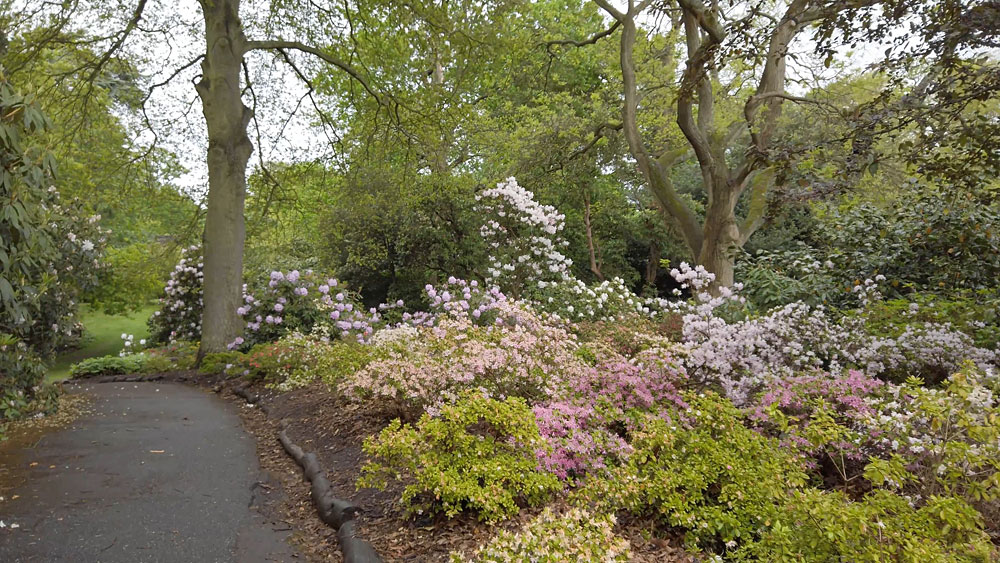 Kew Gardens Rhododendron Dell