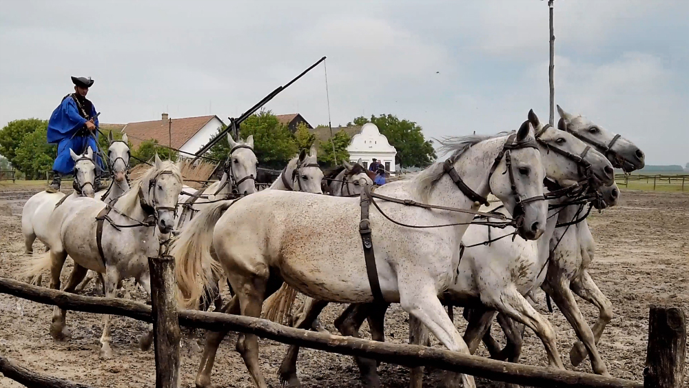 Hungarian horse show