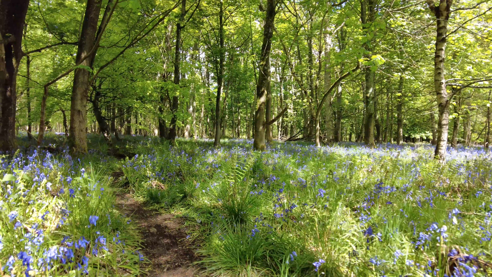 Bluebells at Ashridge Estate, Hertfordshire.