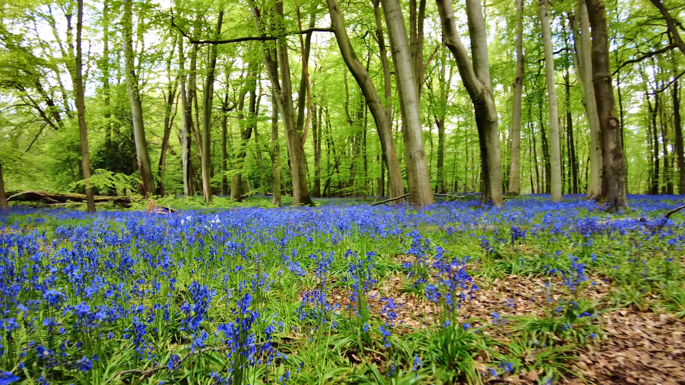 Bluebells At Ashridge Estate, Hertfordshire.