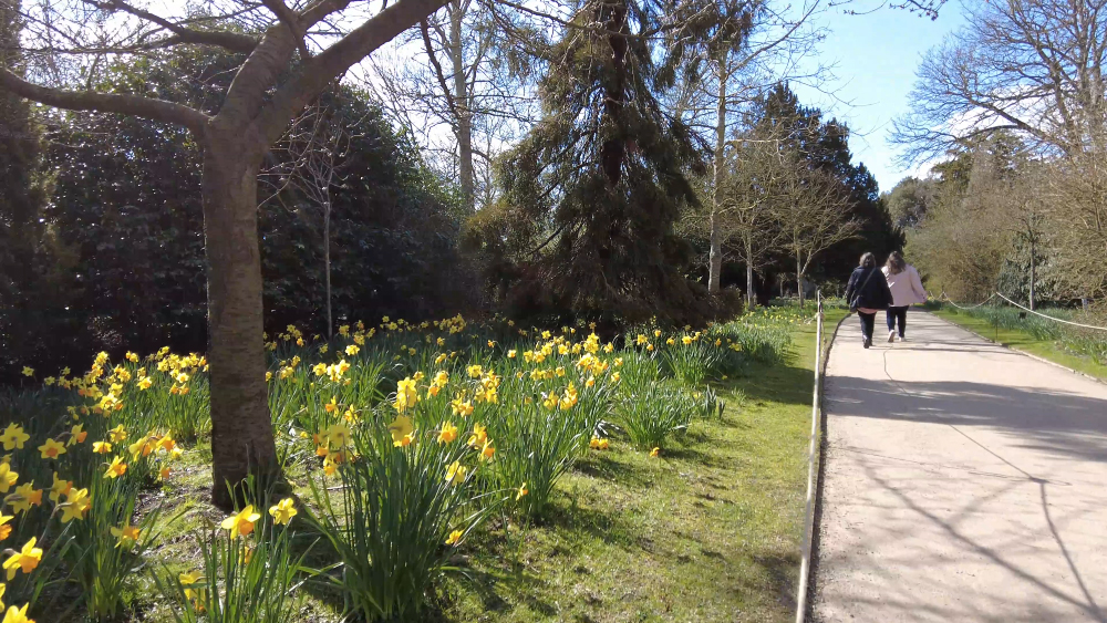Daffodils At Wimpole 05